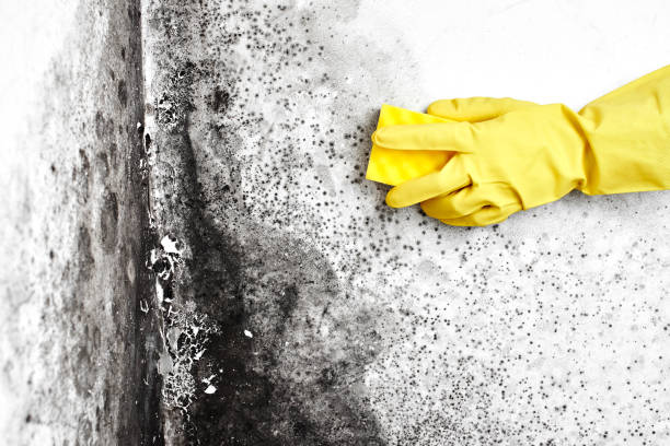 Attic Mold Removal in Firestone, CO
