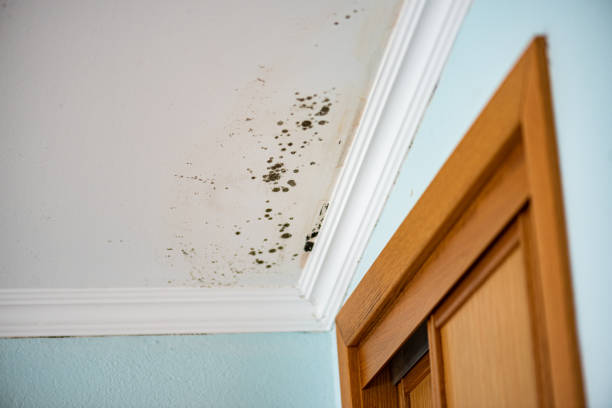Best Mold Testing  in Firestone, CO