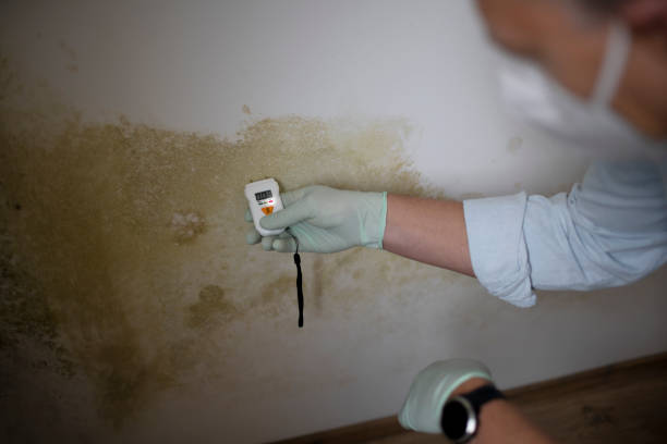 Best Local Mold Removal Service  in Firestone, CO