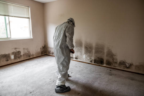 Certified Mold Removal in Firestone, CO