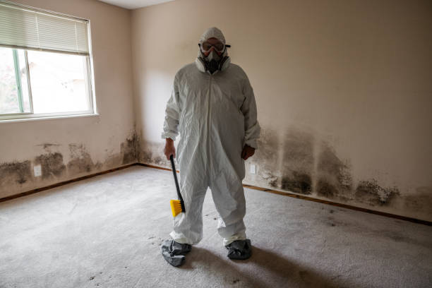 Home Mold Removal in Firestone, CO
