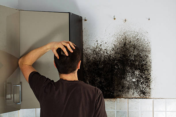 Best Black Mold Removal  in Firestone, CO
